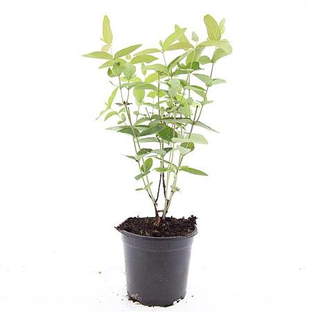 Hypericum i. 'Autumn Blaze' Pot 1,5 liter
