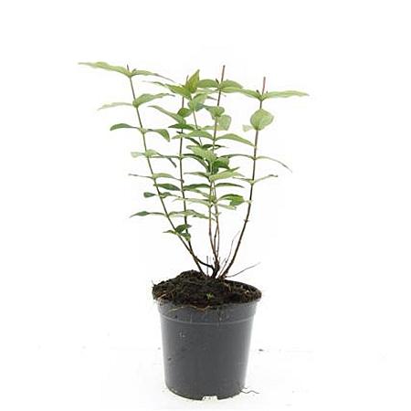 Hypericum i. 'Autumn Blaze' Pot 1,5 liter