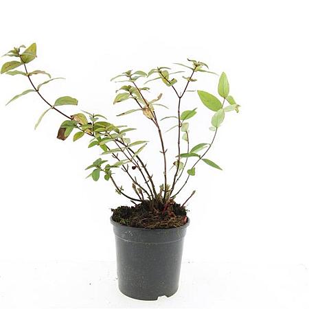 Hypericum i. 'Autumn Blaze' Pot 1,5 liter