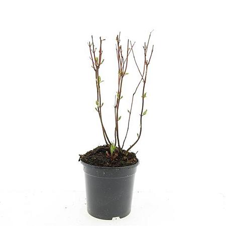 Hypericum i. 'Beauty' Pot 1,5 liter