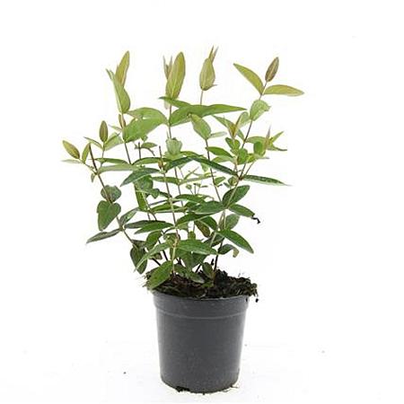 Hypericum i. 'Beauty' Pot 1,5 liter
