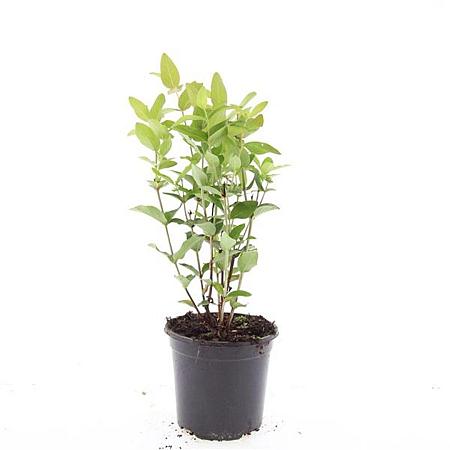Hypericum i. 'Beauty' Pot 1,5 liter