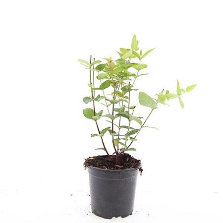 Hypericum i. 'Excellent Flair' Pot 1,5 liter