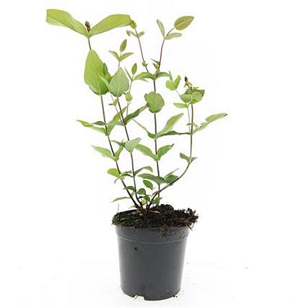 Hypericum i. 'Excellent Flair' Pot 1,5 liter