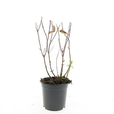 Hypericum i. 'Excellent Flair' Pot 1,5 liter
