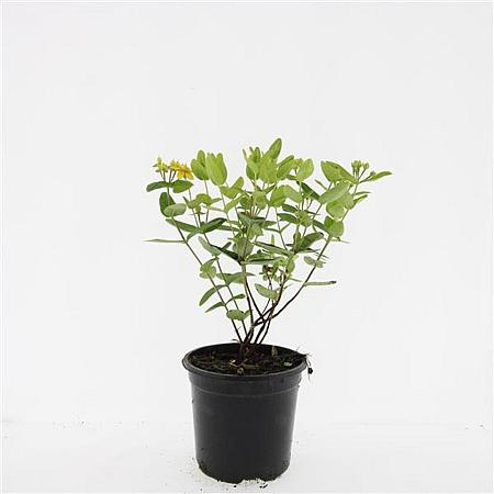Hypericum inod. Magical Sunshine Pot 1,5 liter