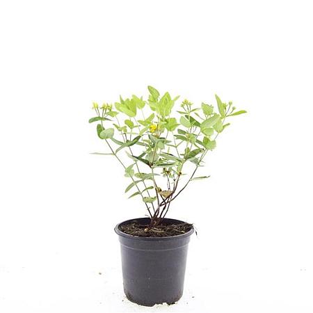 Hypericum inod. Magical Sunshine Pot 1,5 liter