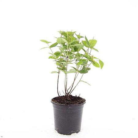 Hypericum inod. Magical Beauty Pot 1,5 liter