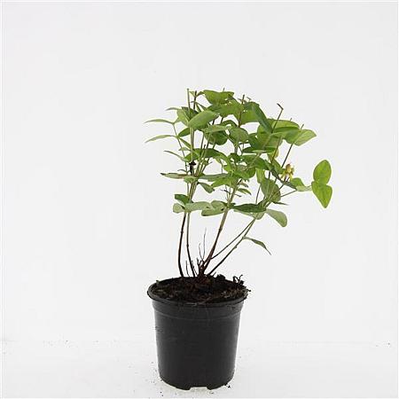 Hypericum inod. Magical Beauty Pot 1,5 liter