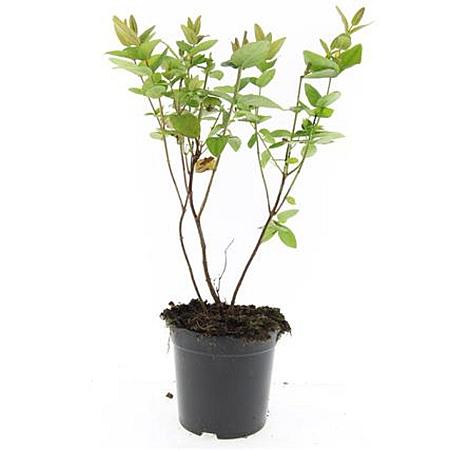 Hypericum inod. Magical Beauty Pot 1,5 liter