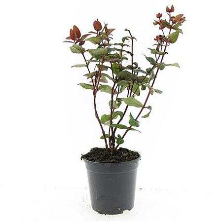 Hypericum inod. Magical Black Pot 1,5 liter