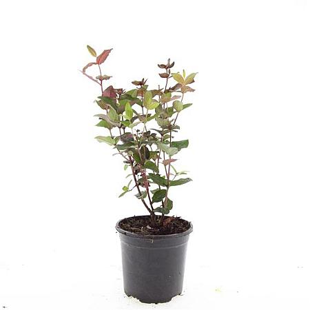 Hypericum inod. Magical Black Pot 1,5 liter