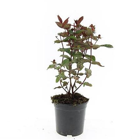 Hypericum inod. Magical Black Pot 1,5 liter
