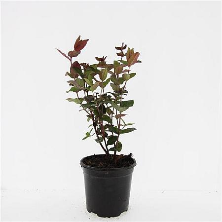 Hypericum inod. Magical Black Pot 1,5 liter