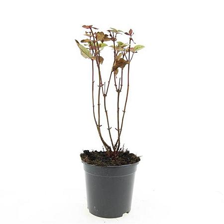 Hypericum inod. Magical Black Pot 1,5 liter