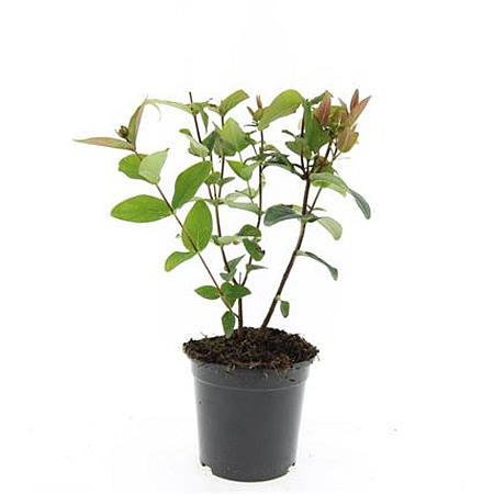 Hypericum inod. Magical Red Pot 1,5 liter