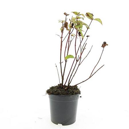 Hypericum inod. Magical Red Pot 1,5 liter