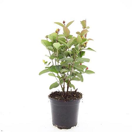 Hypericum inod. Magical Red Pot 1,5 liter