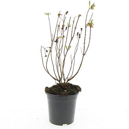 Hypericum i. 'Orange Flair' Pot 1,5 liter