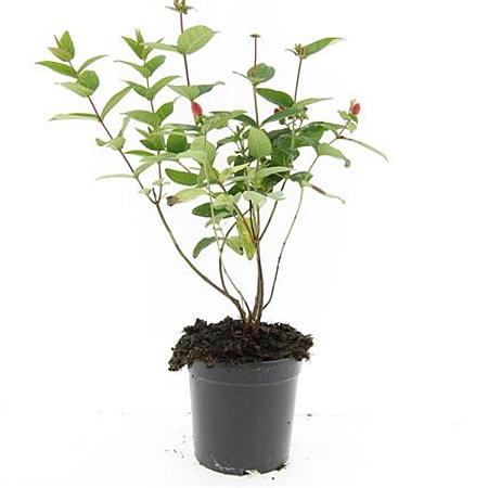 Hypericum i. 'Orange Flair' Pot 1,5 liter