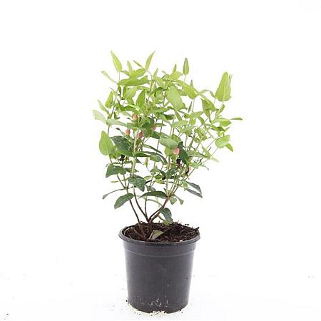 Hypericum i. 'Orange Flair' Pot 1,5 liter