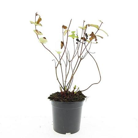 Hypericum i. 'Rheingold' Pot 1,5 liter