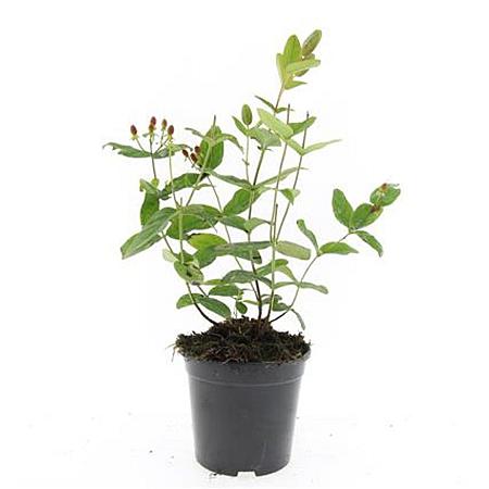 Hypericum i. 'Rheingold' Pot 1,5 liter