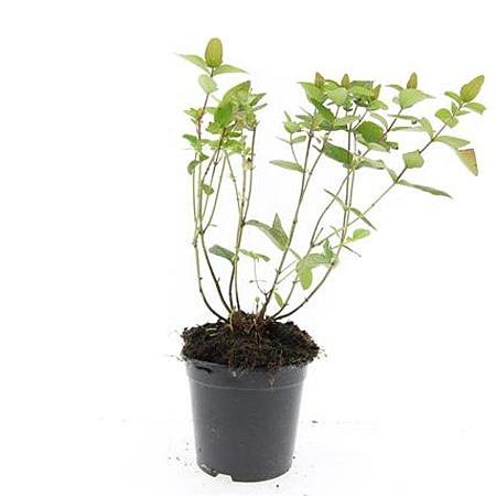 Hypericum i. 'Rheingold' Pot 1,5 liter