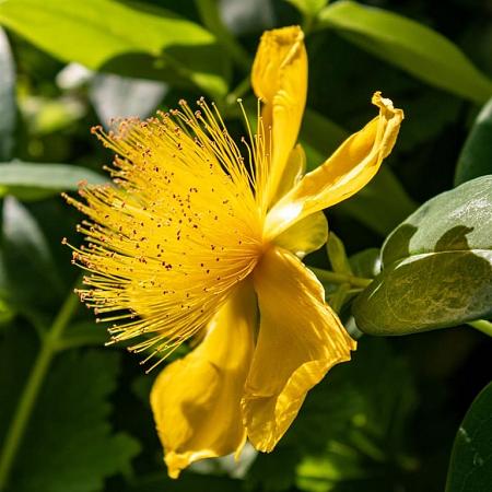 Hypericum kalmianum 'Gemo' Pot 1,5 liter