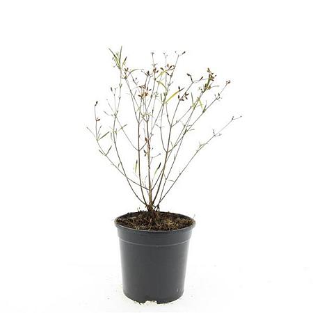 Hypericum kalmianum 'Gemo' Pot 1,5 liter