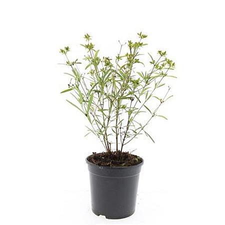 Hypericum kalmianum 'Gemo' Pot 1,5 liter