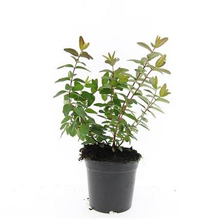 Hypericum kouytchense Pot 1,5 liter