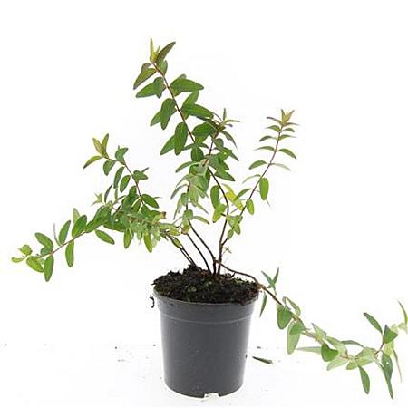Hypericum kouytchense Pot 1,5 liter