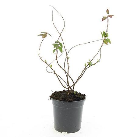 Hypericum kouytchense Pot 1,5 liter