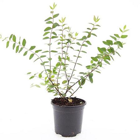 Hypericum kouytchense Pot 1,5 liter