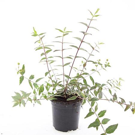 Hypericum moser. 'Tricolor' Pot 1,5 liter