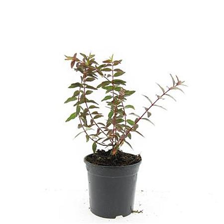 Hypericum moser. 'Tricolor' Pot 1,5 liter