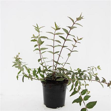 Hypericum moser. 'Tricolor' Pot 1,5 liter