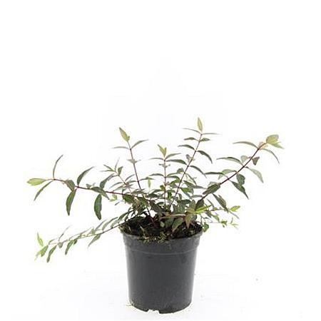 Hypericum moser. 'Tricolor' Pot 1,5 liter