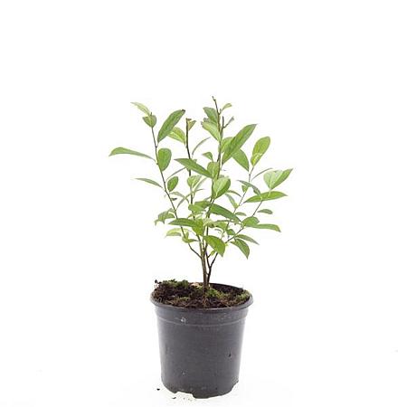 Itea virginica Pot 1,5 liter