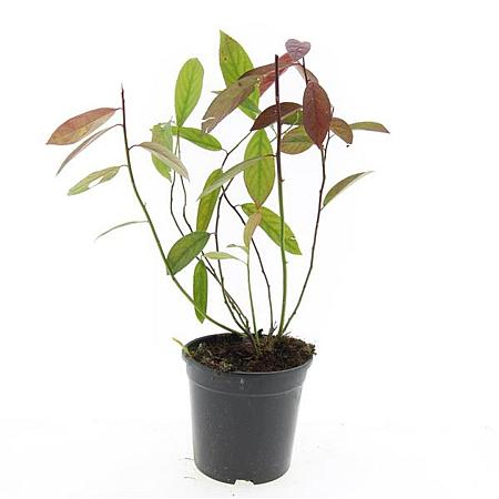 Itea virginica 'Henry's Garnet' Pot 1,5 liter