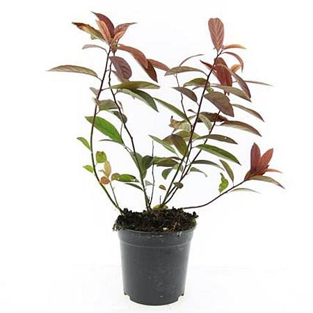 Itea virginica 'Henry's Garnet' Pot 1,5 liter