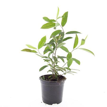 Itea virginica 'Henry's Garnet' Pot 1,5 liter