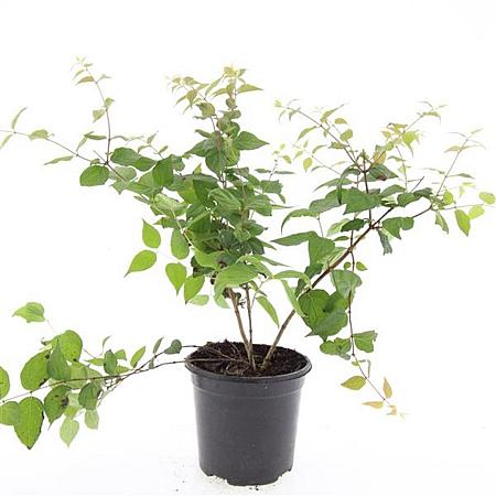 Kolkwitzia amabilis Pot 1,5 liter