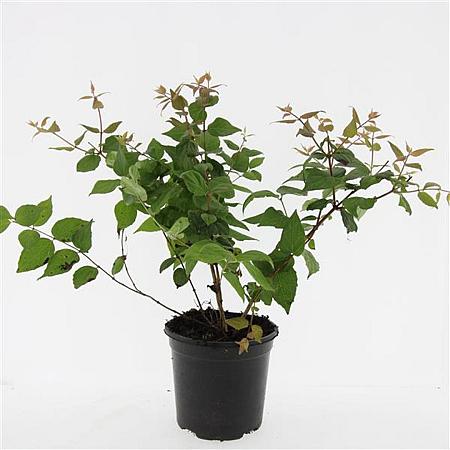 Kolkwitzia amabilis Pot 1,5 liter