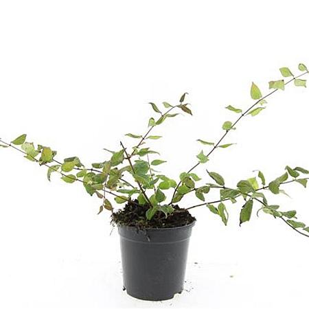 Kolkwitzia amabilis Pot 1,5 liter