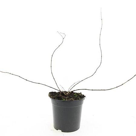 Kolkwitzia amabilis Pot 1,5 liter