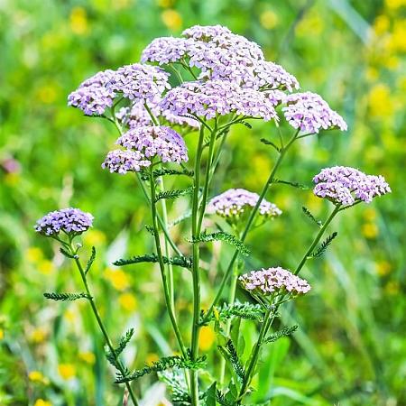 Achillea millefolium Pot 9 cm