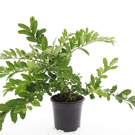 Ligustrum obtusifolium regelianum Pot 1,5 liter
