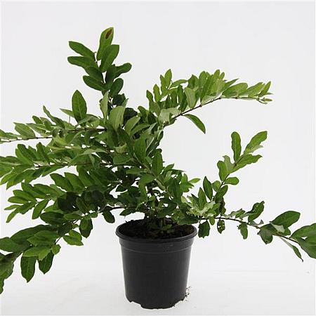 Ligustrum obtusifolium regelianum Pot 1,5 liter